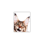 ОБЛОЖКА Д/ТЕТРАДЕЙ И ДНЕВНИКОВ ERICHKRAUSE HIDING CATS, 212*347ММ, 80МКМ, АССОРТИ, 12ШТ /72/