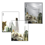 ОБЛОЖКА Д/ТЕТРАДЕЙ И ДНЕВНИКОВ ERICHKRAUSE BIG CITY CATS, 212*347ММ, 80МКМ, АССОРТИ, 12ШТ /72/