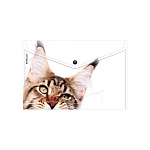 КОНВЕРТ ПЛАСТ. НА КНОПКЕ, A4, ERICHKRAUSE HIDING CATS, 0,16 ММ, АССОРТИ /12/240/ РФ
